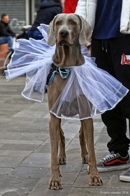 Carnevale gente099