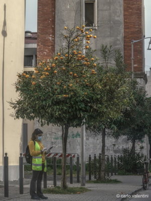 Viareggio9989dec